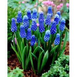 Muscari Dark Eyes - Ochiul închis de sâmburi de struguri - 5 bulbi