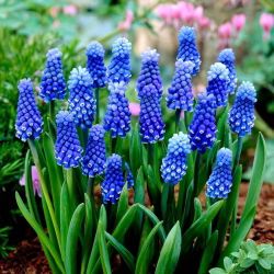 Muscari Dark Eyes - Ochiul închis de sâmburi de struguri - 5 bulbi