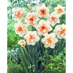Narcissus Delnashaugh - Narcisa Delnashaugh - 5 lukovica