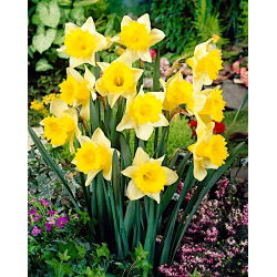 Magnet Daffodil - 5 kom - Narcissus