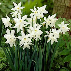 Narcis Thalia - Daffodil Thalia - 5 lukovica - Narcissus