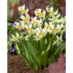 Erythronium - White Beauty