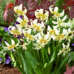 Erythronium - White Beauty