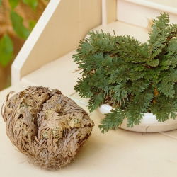 Плаунок - Rose of Jericho - Selaginélla