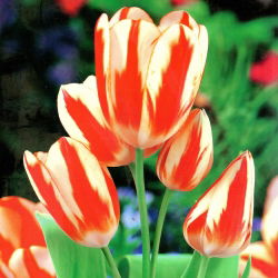 Tulpės Sylvia Warder - pakuotėje yra 5 vnt - Tulipa Sylvia Warder