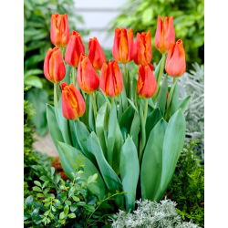 Fidelio Tulip - Tulip Fidelio - 5 lampu - Tulipa Fidelio