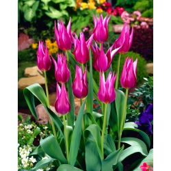 Tulipa Maytime - Lale Maytime - 5 ampul