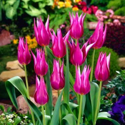 Tulipa Maytime - Lale Maytime - 5 ampul
