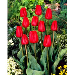 Tulipa Bastogne - Lale Bastogne - 5 soğan