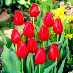 Tulpansläktet Hollandia - paket med 5 stycken - Tulipa Hollandia