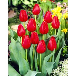 Tulipa荷兰 - 郁金香荷兰 -  5个洋葱 - Tulipa Hollandia