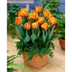 טוליפה אורנג 'נסיכה - טוליפ כתום נסיכה - 5 בצל - Tulipa Orange Princess
