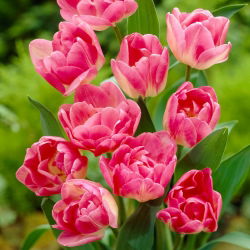 Tulipa Upstar  - 郁金香Upstar  -  5个洋葱 - Tulipa Up Star