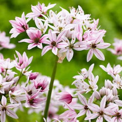 Aglio decorativo - Cameleon - pacchetto di 5 pezzi - Allium Cameleon