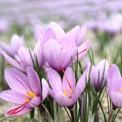 Crocus Sativus - 10 цибулин