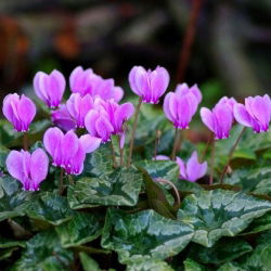 樱草那不勒斯 - 洋葱/管/根 - Cyclamen neapolitanum