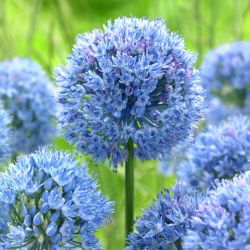Allium caeruleum - pacchetto di 5 pezzi