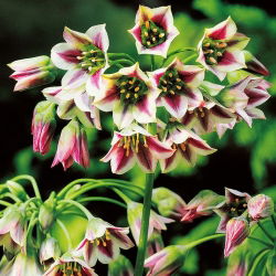 Allium siculum - csomag 5 darab