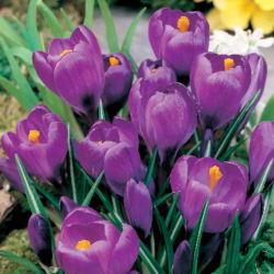 Запис крокусу - 10 цибулин - Crocus Flower Record