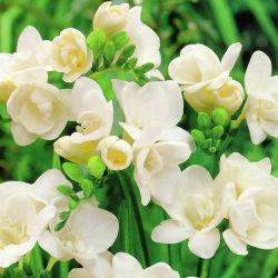 Freesia Double White - 10 lampu