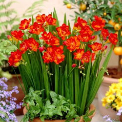 Freesia Double Red - 10 lampu