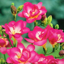 Freesia Double Pink - 10 lampu