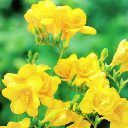 Freesia Double Yellow - 10 lampu