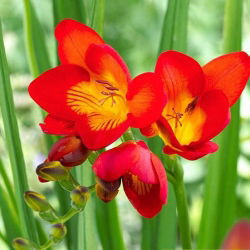 Freesia, Frésia - Single Red - pacote de 10 peças