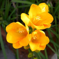 Freesia Single Yellow - 10 lampu