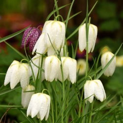 Fritillaria Meleargis Alba - Đầu rắn Fritillary Alba - 5 củ