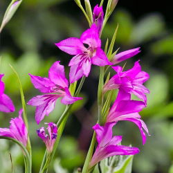 Gladiolus Byzantinus - 10 květinové cibule