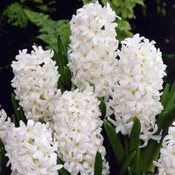 Rytinis hiacintas - Carnegie - pakuotėje yra 3 vnt -  Hyacinthus orientalis