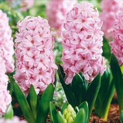 Hyacinthus Fondant - Fond de igienă - 3 bulbi - Hyacinthus orientalis