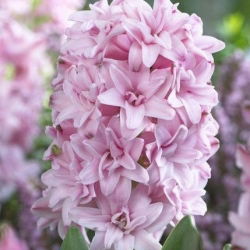 Hiacintas - Prince of Love - pakuotėje yra 3 vnt - Hyacinthus
