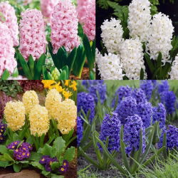 Hyacinthus Mix - 3 bulbi de zambila mix - Hyacinthus orientalis