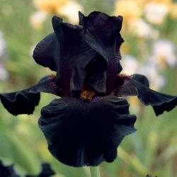Hageiris - Black Night - Iris germanica