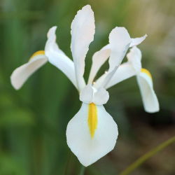 Lis (Iris × hollandica) - White Excelsior - pakket van 10 stuks