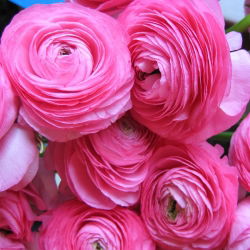 Vėdrynas - rožinis - pakuotėje yra 10 vnt - Ranunculus