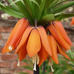 Fritillaria royalialis Aurora - Crown royalial Aurora - củ / củ / rễ - Fritillaria imperialis