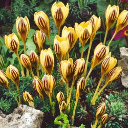 Crocus Gipsy Girl - 10 bebawang
