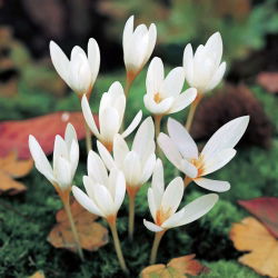 Crocus Ochroleucus - 10 bebawang