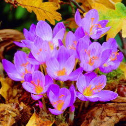 Crocus Speciosus - pakend 10 tk