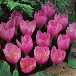 Crocus Zonatus - 10 bebawang