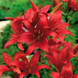 Lilium, Lily Asiatic Red - луковица / грудка / корен - Lilium