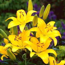 Lilium, Lily Asiatic Yellow - луковица / грудка / корен - Lilium Asiatic White