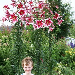 Pohon Lily Lilium Friso - bebawang / umbi / akar