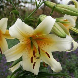 Lelija - Mister Cas - Lilium Mister Cas