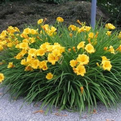 Päivänliljat Stella D'oro - Hemerocallis Stella D'oro