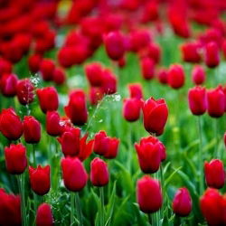 Tulipa Bahar Şarkısı - Tulipa Bahar Şarkısı - 5 ampul - Tulipa Spring Song