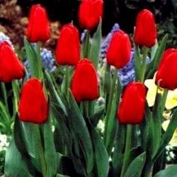 Tulipa Belanda - Tulip Belanda - 5 lampu - Tulipa Hollandia